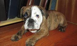 Adorable, sweet, affectionate English Bulldog puppies, 12 weeks old, they are ACA registered pure breds with all of their shots and worming up to date and they come with a written health guarantee. I have one male and one female, both are potty trained on