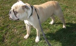3yr old (born June 2007) male, AKC English bulldog. Fawn colored, loves attention,not fixed and is up to date on all shots.