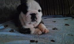 english bulldog akc 7 weeks old 7female 3m looking forever home champion bloodlines $2'500 taking de posits $500&nbsp;&nbsp; &nbsp;call 803 254 2525 denver co,