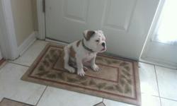 $ 700 - Male English Bulldog puppy (AKC) for sale. The Bulldog is approximately 15 weeks old and comes with all registration papers. The bulldog is very cute and energetic and has all vaccinations, health certified, and come with a 1 year health