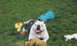 English Bulldog, Akc, Male, 1 yr. old. Looking for a forever home , loves kids, and other dogs as long as they are females. Ch. Bloodline Pedigree, Up to date on shots. $900.00. Located in Middletown Ohio. Email for more info. and phone number..