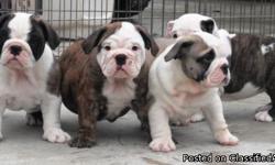 I have AKC English Bulldog Puppies 8 weeks Old. They have an excellent pedigree with over 30 champions. I provide 1 year of health gurantee. There are more pictures on my website. I also provide stud service. Visit my website www.amaroenglishbulldogs.com
