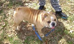 This is wonderful Charlie Brown and he really is a TOP OF THE LINE Handsome Healthy Well Taken Care of English Male Bulldog with Proof of Purebred Champion Bloodlines and Sired by The Champion Mighty Mack Attack Grady. He is 12 months old, built like his