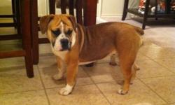 I have a wonderful 3/4 English Bulldog 1/4 Beagle for adoption. She is current on her shots and she has the security chip that was placed under her skin by the vet. She comes with a collar, pet crate and leash. She is great with kids. I just want to find