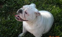 We have a sweet, all white, loving English Bulldog who will be 2 on Feb. 14. She is a happy dog and is great with our 1 year old baby, but we live in a small apartment and are gone a lot. We would like to see her go to a home that will give her all the