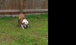 Im looking forward to rehoming my 2yr old English Bulldog Male he is AKC Registered and up to date on all of his shots and has no health issues what so ever! Is great around my 2 kids! And has been an inside pup Since he was Just 2 Months, He is fully