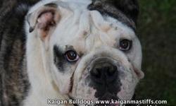 Beautiful English Bulldog Champion Sired male offered by breeder. 7 months old, in tact fawn brindle and white, excellent temperment, well socialized, house broken, loves children and other dogs, crate trained. Being offered with Full AKC registration,