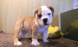 English Bulldog mixes, males & females $400 to $950. Reasonable priced delivery to you June 24th. Mini Bullie $650 & $850. Half English Bulldog half American Bulldog female $600. 740-294-7723