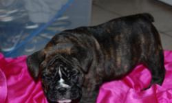 AKC champion bloodline english bulldog puppies. One male (white with brindle markings).&nbsp; One female( solid brindle).
beautiful babies 10 weeks old.
please calll for&nbsp; more details.
--
Health gaurntee