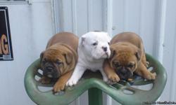 FOR SALE** 2 litters of 3/4 english bulldog, 1/4 puggle puppies.
LITTER 1 D.O.B. 8-4-2011(mothers: Precious)
1 male and 2 females (one white female, one brindle male and female). Ready for their new homes on 9-29-2011. First 2 pictures are this litter.