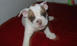 Kyle's Kennel
NAME: Lazy
Champion Bloodline, AKC registered
Pups DOB 5/8/2011
**Available: July 8th **
We are a loving bulldog breeder who breeds only with the finest traits and we do it for the love of the pedigree. We take great care in each and every