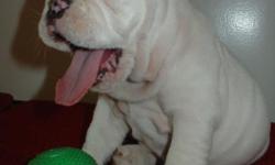 Kyle's Kennel
NAME: Snowy
Champion Bloodline, AKC registered
Pups DOB 5/8/2011
**Available: July 8th **
We are a loving bulldog breeder who breeds only with the finest traits and we do it for the love of the pedigree. We take great care in each and every