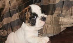 Addorable Registered English Bulldog Puppy FOR SELL! Current on vaccines and vet checked. Don't miss this little guy. He is full of personality and very socialized. Ready for his forever home. Look forward to speaking with you, you may contact us by