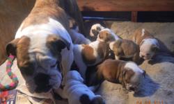 I have 6 females and 2 male bulldog puppies. They are adorable. They will be 8 weeks old on May 12th. Thy will be AKC regerstered and vet checked and up to date on shots. If you have any questions you may call me at 573-248-9330.