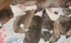 3 female and 2 male top quality akc registered english bulldog puppies with champion bloodlines. six weeks old