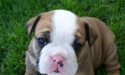 AKC registered, champion sired. 1 male 2 females
Well socialized with children and other dogs. Will be ready July 1st.
For more information and pictures please visit mnmbullies.com
Email us at mnmbullies@gmail.com or call 575-749-0946
Delivery possible