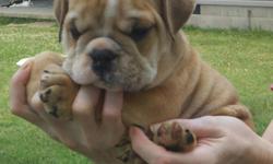 NKC Registered English Bulldog puppies. &nbsp;Beautiful & Wrinkly Shots UTD, Vet checked. &nbsp;Males & Females available. Call () - for more info
