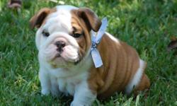 AKC English Bulldog puppies with multi-champion healthy bloodlines. BayouBulldogs.net is located in beautiful Central Louisiana. We currently have 2&nbsp;litters of beautiful puppies that will be&nbsp;ready to go home with approved families by 8-10 weeks