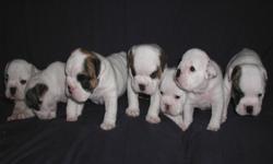 7 week old,A.K.C Registered English bulldogs for sale.Parents on premises,born 8/9/2012.Will be ready at 8 weeks of age,no sooner,approximately the 2nd week in October.We will not ship!Please,serious inquiries only.Vet checked,1st shots...Vets