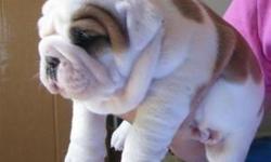 We have two beautiful English bulldog puppies, The puppies are current on their vaccinations and veterinary comes with all necessary documents.
&nbsp;
(Text me at () -)
&nbsp;
(Text me at () -)