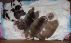 AKC ENGLISH BULLDOG PUPPIES $1,000 EACH. DOB 06/09/11 WILL HAVE ALL SHOTS, HEALTH RECORDS, VET CHECKED, REGISTRATION PAPERS AND READY FOR A GOOD HOME AT 8 WEEKS OLD. 3 FEMALES AND 1 MALE AVAILABLE. 2 PUPS ARE MOSTLY FAWN WITH WHITE MARKINGS AND OTHER 2