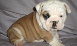 Adorable, Wrinkly English Bulldog Puppies for Sale! AKC Registered. $1500 Each. Males and Females Available. Will be current on all vaccinations and dewormer when going home to new owners. A puppy pack will also be included, which will have everything you