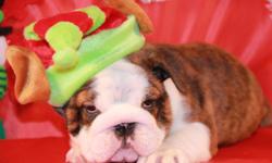 Adorable, beautiful bulldog puppies for sale . Our puppies grow with love and big care . Puppies very socialized with love for people . Pure Breed English bulldog with beautiful body exterior and with great Champion pedigree.All puppies vaccinated by age