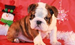 Adorable , beautiful bulldog puppies for sale . Our puppies grow with love and big care . Puppies very socialized with love for people . Pure Breed English bulldog with beautiful body exterior and with great Champion pedigree.All puppies vaccinated by age