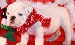 Adorable, beautiful bulldog puppies for sale . Our puppies grow with love and big care . Puppies very socialized with love for people . Pure Breed English bulldog with beautiful body exterior and with great Champion pedigree.All puppies vaccinated by age