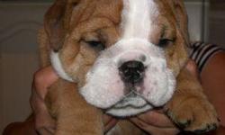 beautiful english bulldog puppies for sale 8 weeks old. male fawn and white , red and white.great faces,& nice stocky builts very playful.pups have shots,papers,guarantees.also a 5 year vet plan in new york. call for more info