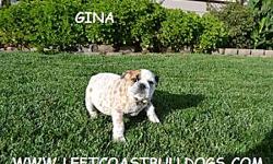 &nbsp;
Gina
AKC Registered
Exotic Markings!!!
Female English Bulldog
Shots are current
D.O.B &nbsp;8-22-12
$2,800
&nbsp;
AKC English Bulldog for Sale in California --
&nbsp;
www.leftcoastbulldogs.com
&nbsp;
Joe --
&nbsp;
leftcoastbulldogs@gmail.com&nbsp;