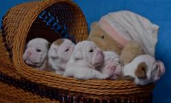 Exceptional Litter of Grand Champion Sired English Bulldog Puppies. Outstanding bloodlines from National Grand Champion and International Grand Champions. All puppies are hand raised in our home, well loved and cared for by too many children, who no