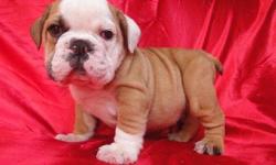 Ivan?s Puppies has been breeding and training puppies for over 30 years.&nbsp;Our hard work has been paying off, as now we are proud to be breeding English Bulldog litters with excellent quality, with little to no health problems and good temperaments.