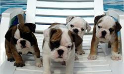 English bulldog puppies now need new homes!!