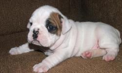 English Bulldog Puppy, AKC, 1 white female, wormed and shots UTD, lots of wrinkles, must see. Contact Carol @ 615-945-2966 or Donnie @ 615-573-3470