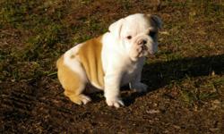 English Bulldog puppy.&nbsp; AKC registered.&nbsp; Beautiful Fawn & White Female.&nbsp; Ready to go December 5th just in time for Christmas.&nbsp; $1500.&nbsp; 202-326-3553 or&nbsp; 202-326-3553.