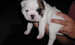 Healthy,7 week old beautiful A.K.C Registered English bulldog for sale.Parents on premises,born 8/9/2012.Will be ready at 8 weeks of age,no sooner,approximately the 2nd week in October.We will not ship!Please,serious inquiries only.Vet checked,1st