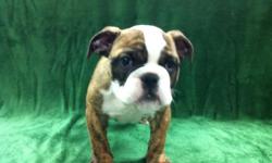 1 Female English Bulldog born on 3-10-11. UTD on shots and comes with a health warranty.
For More Info
Call/Text: 262-994-3007Â­Â­Â­Â­Â­
** Credit Cards Accepted (Visa/MasterCardÂ­Â­Â­Â­Â­Â­Â­Â­)
*Â­Â­* Financing Available
** Shipping Available