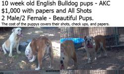 2 Male English Bulldogs - AKC Papers
6 Months old - Brindle and White
&nbsp; &nbsp; &nbsp; &nbsp; &nbsp; &nbsp; &nbsp; &nbsp; &nbsp; &nbsp; &nbsp; &nbsp; &nbsp; &nbsp;Lemon and White
All shots and wormed for $500 with papers
Leave a message please @ --