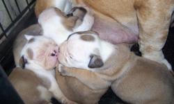 AKC English Bulldog pups. Cash only! 1 female left of the litter. Champion bloodlines. Fawn and white. Beautiful puppie! Ready to go with her first set of shots, dewormed,little bag of puppy food and a signed puppy agreement. Photos just don't do these