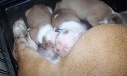 AKC English Bulldog pups. $1500. 2 males. 2 females. Champion bloodlines. Excellent pedigree!Red fawn and white. Beautiful puppies! Will be ready to go on weekend of 5/13/11.DOB 4-4-11. Taking non-refundable deposits to hold puppy until ready to go with