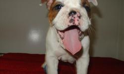 Kyle's Kennel
NAME: Bella
Champion Bloodline, AKC registered
Pups DOB 5/8/2011
**Available: July 8th **
We are a loving bulldog breeder who breeds only with the finest traits and we do it for the love of the pedigree. We take great care in each and every