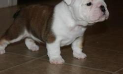 I have 2 very studly English Bulldog males for sale in 2 weeks. AKC papered. They are currently 6wks old and Stunning! I have more pictures upon request. Please feel free to contact me to schedule a visit! Champion Lines, you do not want to miss out of