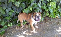 I have a 25 month old pure bred English Bulldog, he is not registered though. I wanted him for a pet more then anything and breeding him has only recently become a thought. He has discovered a few months ago what his boy parts are for. His name is Patton,