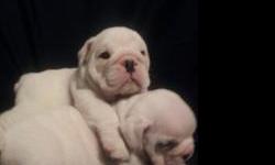 We have 2 puppies left current on all shots health checked 9wks old health checked ready to go 1M brindle&nbsp;& white 1f solid white&nbsp;will meet half way for buyer.&nbsp;&nbsp;&nbsp;&nbsp; call or txt @ --&nbsp;&nbsp;&nbsp; ALL PUPPIES HAVE BEEN SOLD