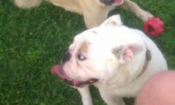 I have two English Bulldogs (both dogs do have papers)....The female is 16 months old and is solid white. The male is 3 years old and he is mostly brown....They are awesome with kids!! This also includes a 10x10 kennel and a large dog house....
