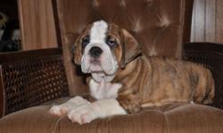 I have 2 Females and 1 male BullDog for sale. Looking for loving homes for these little pups. They are adorable,just love to play and to be loved. Will be good companions for a single person,or a family. They are raised with alot of love, and have a
