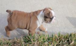 ** SPECIAL **
FOR PUPPIES PICKED UP -BEFORE- FRIDAY JAN 18
$$$$ 1800 $$$$
Beautiful English Bulldogs...
Playful with LOTS of Wrinkles!!!
8 weeks old
First Shots & dewormed...