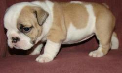 SOOO CUTE!!! Male and Female English bulldog puppies!! Real Clown. Tons of wrinkles and Rolls!! Very loving personality.They are both registered. Current on shots/wormings and micro chipped. Should mature about 45-50 lbs. REALLY nice pups! Both pups Ready
