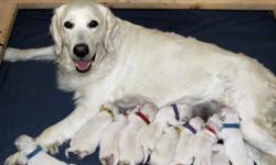 Beautiful English Cream Golden Retriever puppies expected in April 2013! Taking names and deposits for a couple more male puppies! Many champions in bloodlines, all dogs have all clearances (hips, elbows, heart & eyes certified). Exceptional parents,